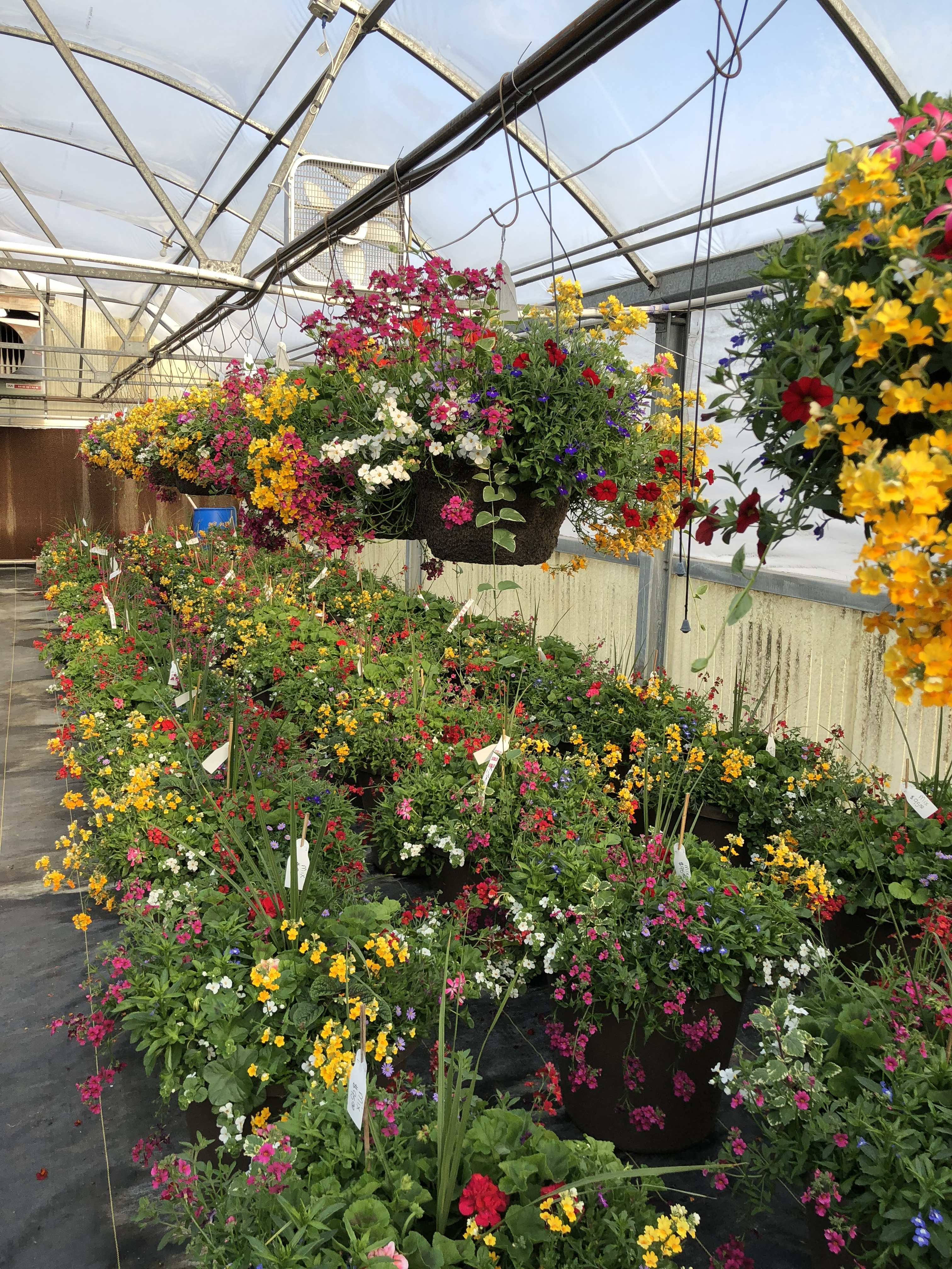 Hanging baskets in bloom